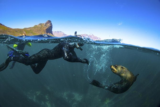 Seal Snorkeling