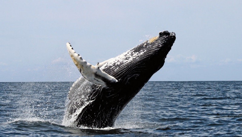 Whale Watching