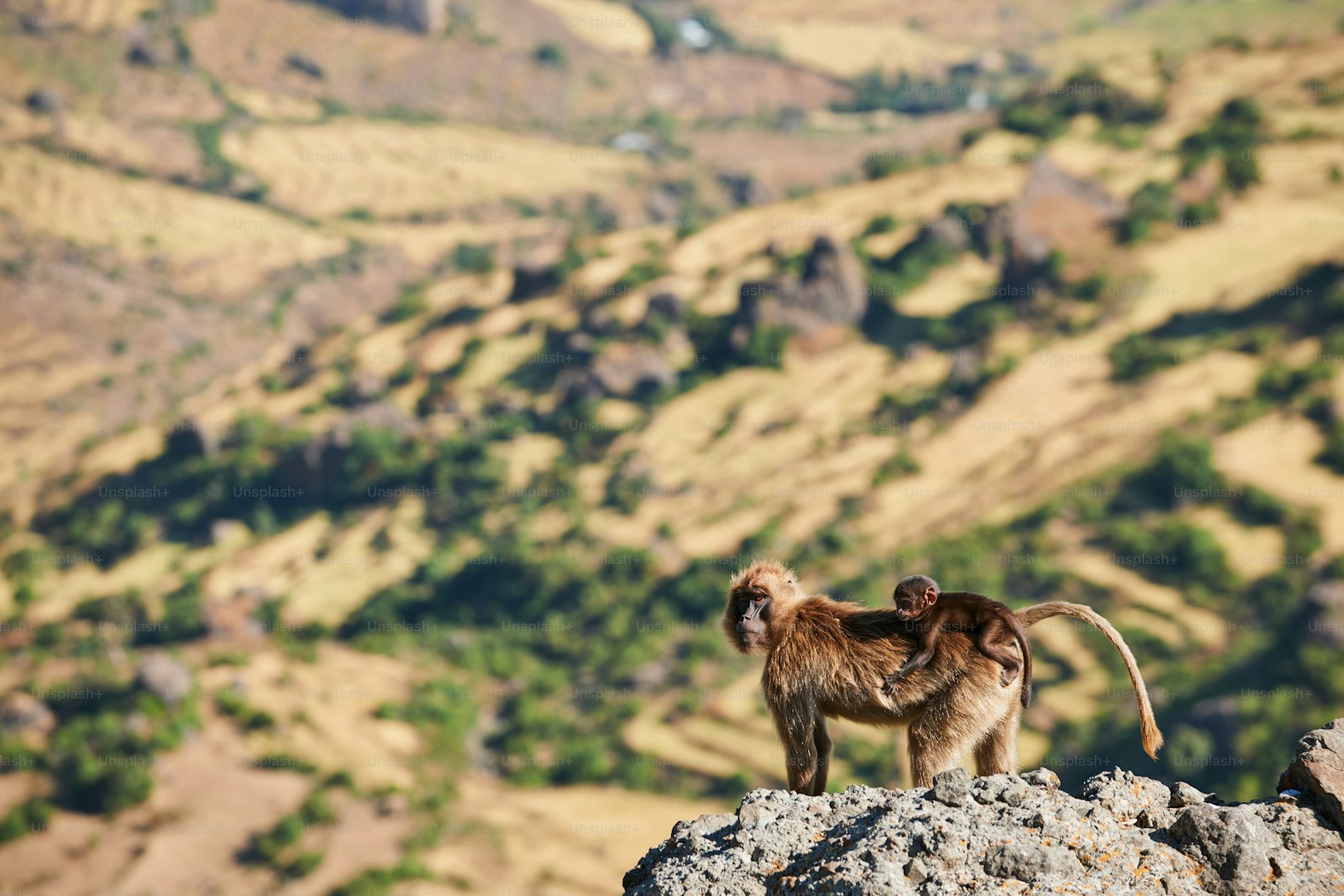 Into the Simien Mountains