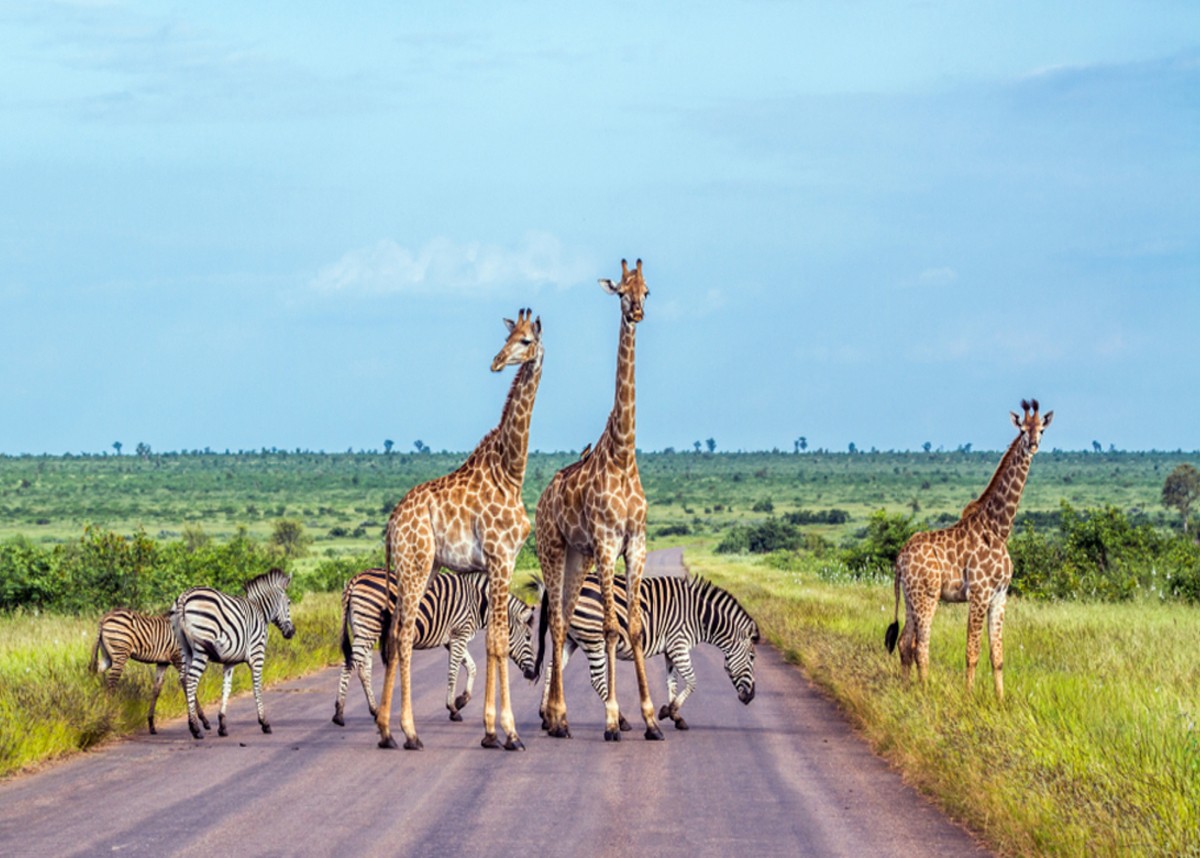 Full Day Private Safari