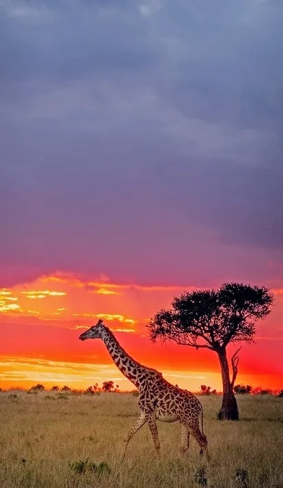 Maasai Mara