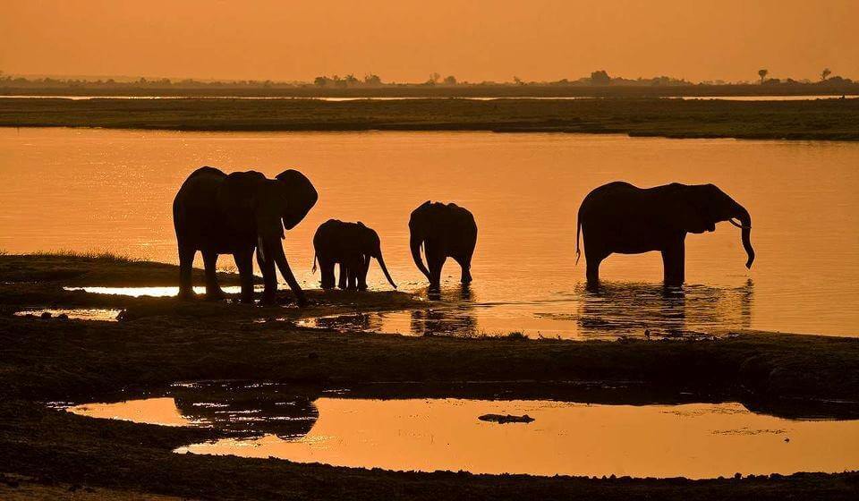 Chobe National Park, Botswana