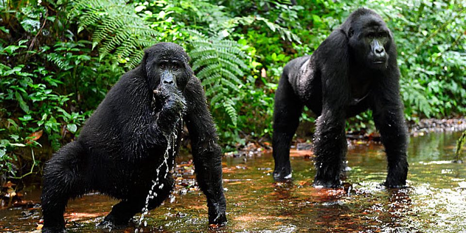 Gorilla tracking in Bwindi Impenetrable National Park