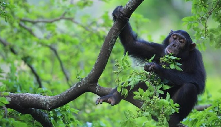 Transfer to Kibale National Park
