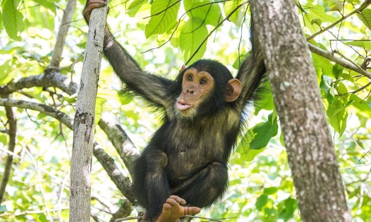 Chimpanzee tracking and Optional Community tour in the afternoon