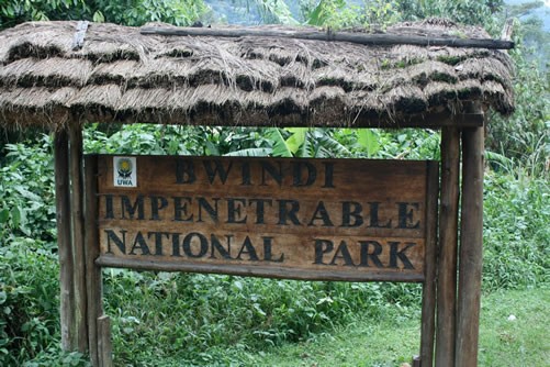 Bush Breakfast & Transfer to Bwindi Impenetrable National Park