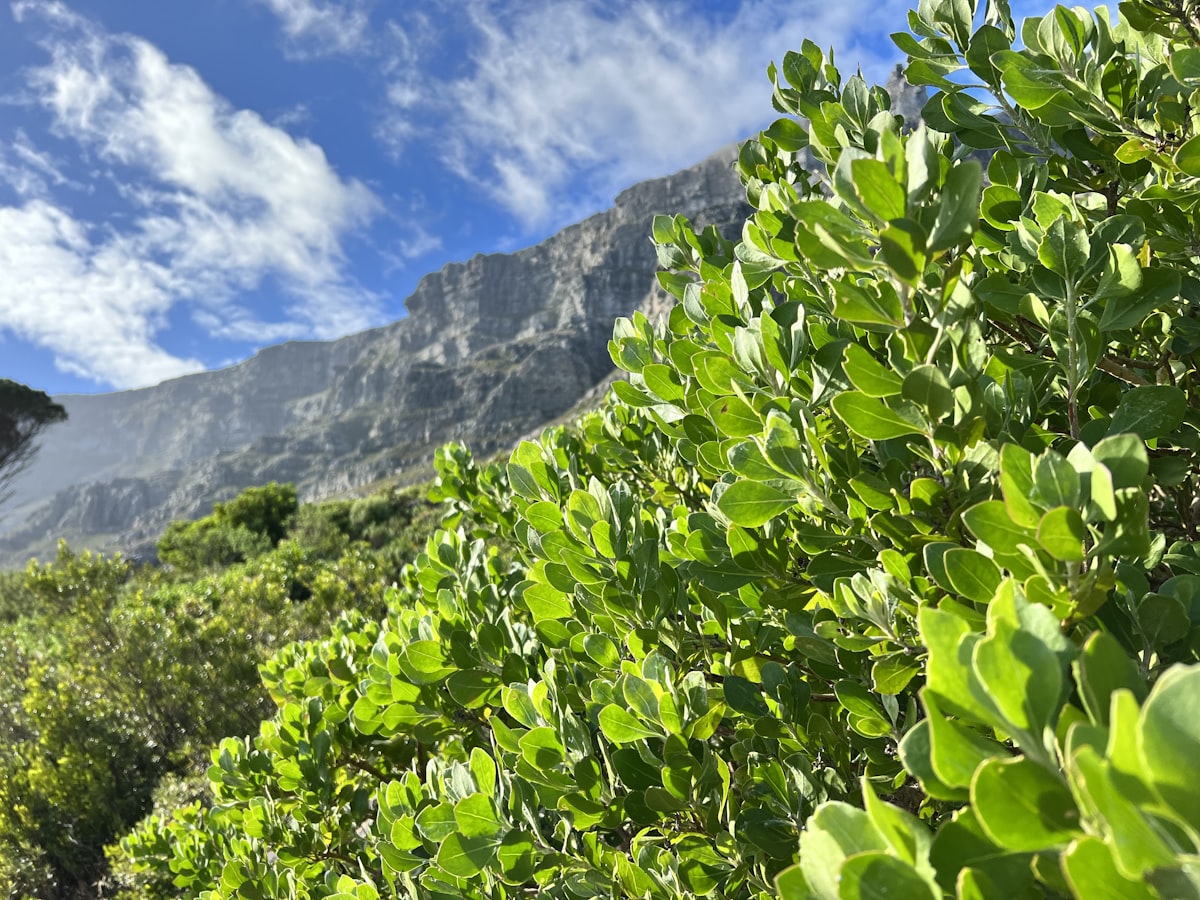 Rocky mountain landscape near Cape Town