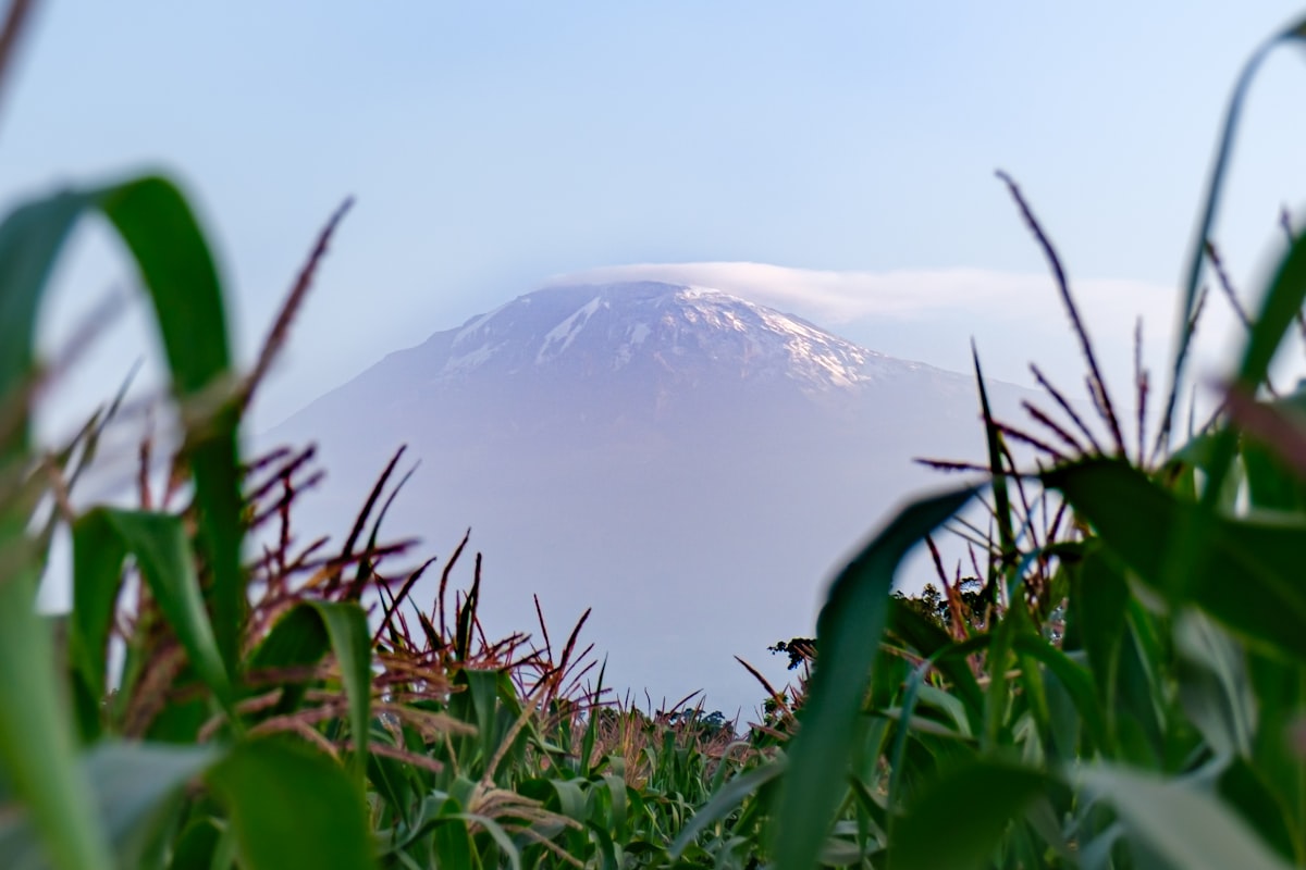 4 Day Safari - Return to Moshi