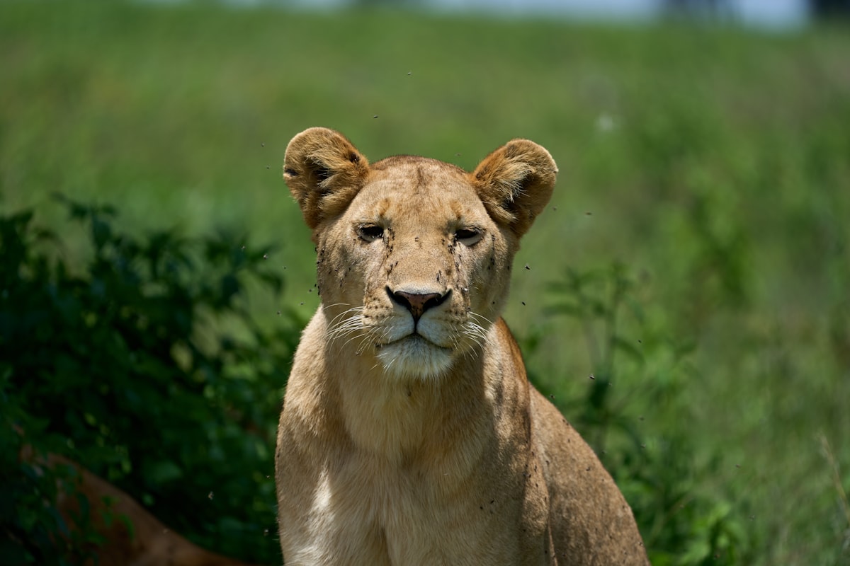 4 Day Safari - Ngorongoro Crater