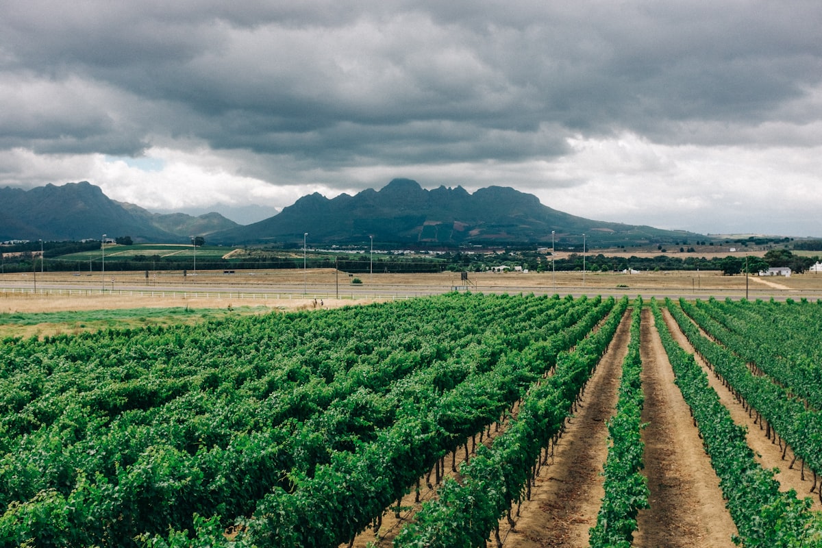 Vineyard rows in Stellenbosch wine region