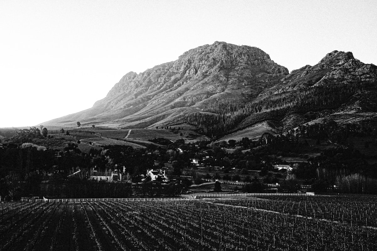 Cape Winelands vineyard landscape