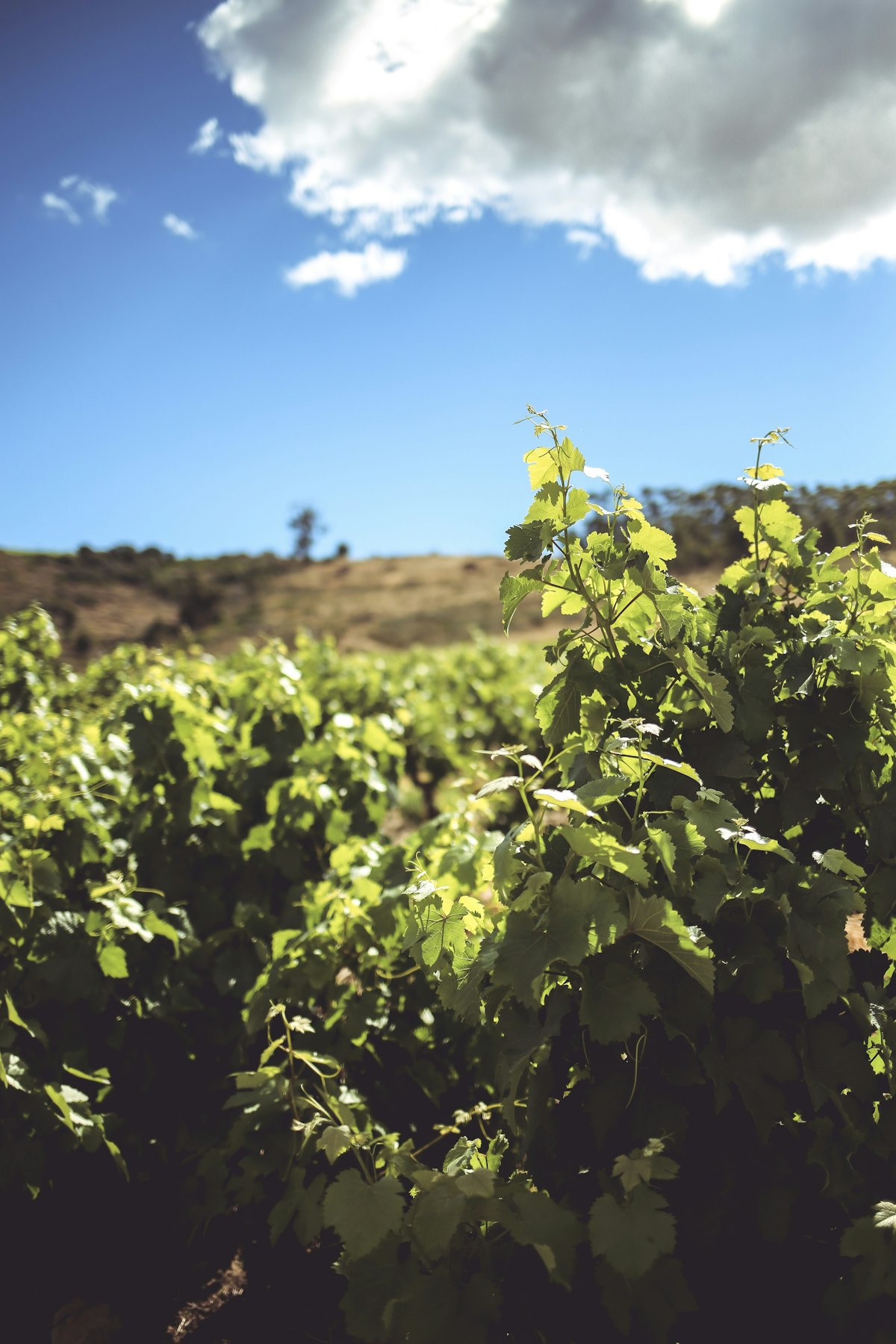 South African wine estate